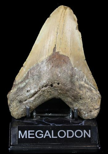 Bargain, Megalodon Tooth - North Carolina #52292